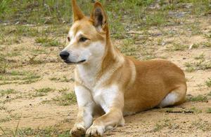 Australian Native Animals – Australian Dingo