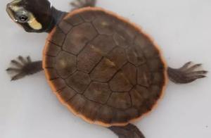 Will Round Australian Musk Turtles Hibernate? A Discussion