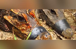 Bold Alligators, Who Chew Bats Generously, Are Worth ‘Golden Warriors’ or a New Crocodile Species