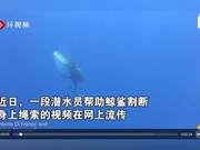 Diver Helps Whale Shark Cut Ropes Off Its Body; Whale Shark Returns 'Thankful to Humans'
