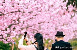 Spring Blooms in Wuxi: Two Popular Cherry Blossom and Plum Viewing Spots (2km Parking Difficulty)