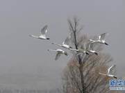 Yellow River Shoals Welcoming Migratory Birds