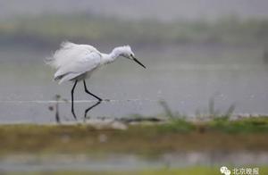 Thousands of Migratory Birds Arrive! Beijing's Micheng Water Reservoir Becomes a 'Bird Paradise', The Scene is Too Beautiful