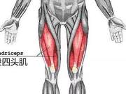 Strengthening Knee Muscles with One Action Effectively Protects Knee Joints