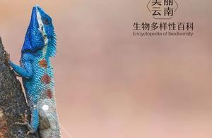 Biodiversity Encyclopedia: Geckos - Let's Join the Carnival!
