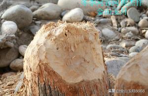 Winter Valley Beaver Masterpiece