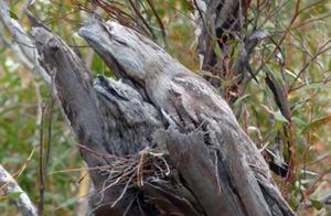 The Most Heartbreaking Bird in the World: Born into a Lifelong ‘Tree’ Camouflage