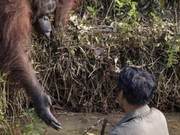 Red-Headed Orangutan Attempts Rescue, Ignored by Manager – Wild Animals: Who Knows What Will Happen?