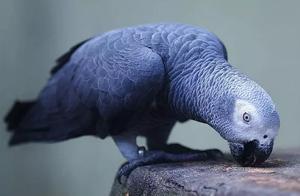 Five Legends and Five Truths About Grey Parrots!