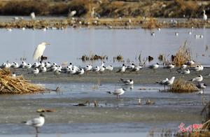 A Hundred Birds Sing in Spring