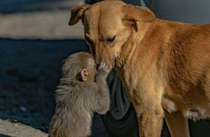 Indian Monkeys Destroy Farms, Baby Monkeys Left Homeless, Cuddle with Dog