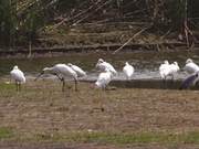 Six Harmony Yangtze Wetlands Become a Paradise for Rare Birds