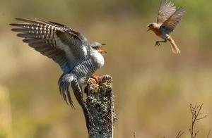 Robin vs. Hoopoe: Fierce and Unusual Battle