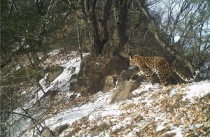 Jiyuan, Henan: Another Appearance of the Chinese Leopard