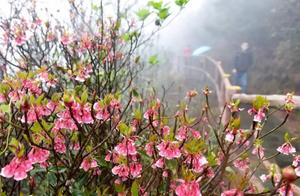 Nanning's Old Guards – Want to Go See the Flowers? It's the Perfect Time Now!
