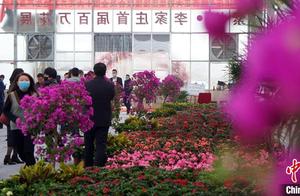 Millions of Flowers Bloom in Yuzhong, Gansu, 'Welcoming' Visitors