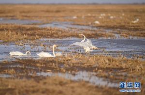 Yellow River Wetland Welcomes Migratory Birds
