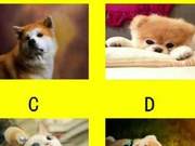 Which pet do you think is cutest? Would you marry the person you love?