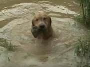 Golden Retriever Carries Stones, Owner Finds the Strange Reason