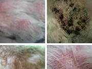 What to Do About Pet Skin Allergies?