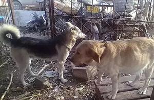 Dog Meat Shop Cage: A Man Bought a Golden Retriever After Seeing Its Belly