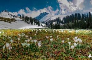 Top Ice Flowers: Wild Lilies Inviting You to Spring