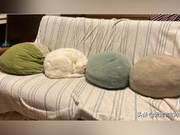 Young Lady Returns Home to Find a 'Cushion' - The Cat Asks, 'Do You Dare to Sit Down?'