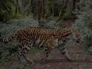 In the 20th Century, There Were Many Tigers in South China, Frequently Devouring Humans and Livestock, and Some Populations May Be Ancient Remnants