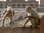 Rampant! Monkey Troops Occupy Government Buildings, Officials Flee in Disarray
