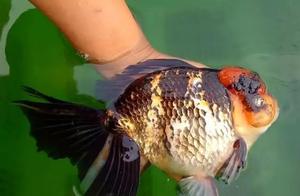 Giant Fish Highly Toxic! Buying Them Home Leads to Premature Death... (Goldfish Compendium)