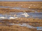 Yellow River Wetlands Welcoming Migratory Birds