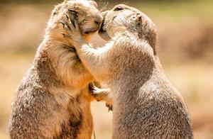 Animals Helping and Caring for Each Other – Full of Love!