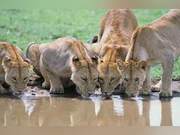 Why Don't Animals Drink Dirty Water? In fact, Wild Animals Are Not as Weak as You Imagine