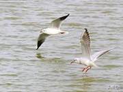 Migratory Birds Still Returning, Summer Migrants Have Arrived