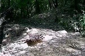 First Record of Gray-faced Buzzard Species Discovered in Shangnan, Shaanxi