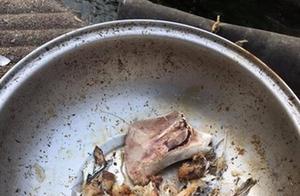 Seeing Trash by the Side of the Road, Netizens Finally Lost Patience: Stray Cats and Dogs Are Not Trash!