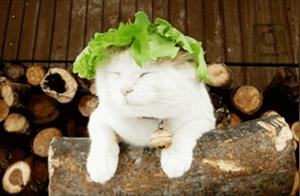 Uncle Cat Passes Away, Our Avatars Eventually Depart
