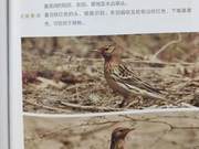 Red-throated Pipit of the Yellow River Delta