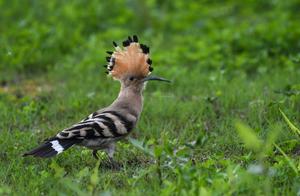 This Bird Paid a Visit to Songya Lake; Rumored to Bring Good Fortune