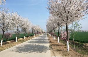 Leizhou Town – Cherry Blossom Town, Beautiful Rural Area