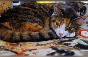 Farm Cats, Despite Living in the Countryside, Don't Lag Behind Pet Cats in Terms of Their Diet