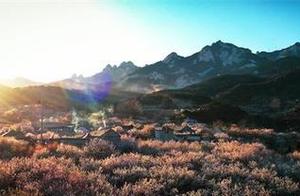Weihai Wending: Cherry Blossoms Announce Spring – The Perfect Time for Cherry Blossom Viewing and Scenery Appreciation