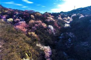 Lingxi Hubei: Blossoms of Four Seasons – Xiaogan, Hubei: A Spring of Intense Spring Feelings, Captivating Colors