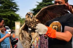 Henan Farmer Finds a Bird, Weighing 3 Kilograms, Wingspan Reaches 80 Centimeters; Expert Says Fortunately It Was Not Randomly Released