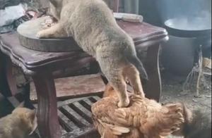 Woman Goes to the Kitchen to Cook, Suddenly Can't Move: This Meal is Amazing!