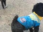 Dogs Also Have Envy, Unlike Humans, There Are Tears in the Dog World