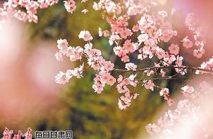 Beautiful Countryside: Bijiu Early Spring