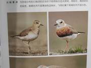 Oriental Sparrowhawk of the Yellow River Delta