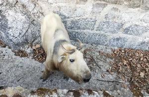 Who Can Help Me—Huzishizi Ecological Experimental Forest Rangers Rescue Trapped Pronghorn