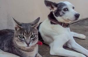 Many people don't admit that dogs are better than cats, but these reasons make them convinced.